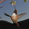 rufous-hummingbird-male-feeding-on-early-blueberry-blossom-1