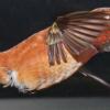 rufous-hummingbird-male-in-flight-2