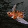 rufous-hummingbird-male-in-flight-3_1314983733