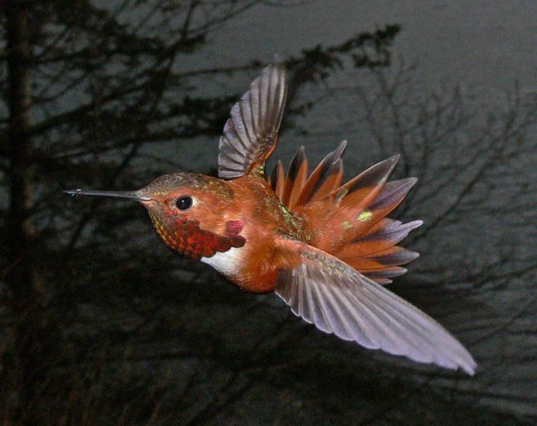 rufous-hummingbird-male-in-flight-3_1314983733