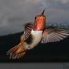 rufous-hummingbird-male-in-flight-4