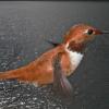 rufous-hummingbird-male-in-flight-5