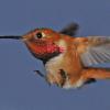 rufous-hummingbird-male-in-flight-6