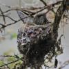 rufous-hummingbird-on-nest-1
