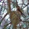 rufous-hummingbird-on-nest-2-may-29