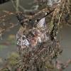 rufous-hummingbird-on-nest-2