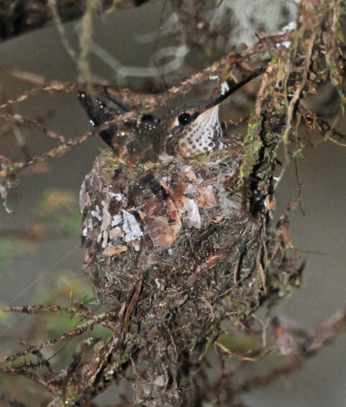 rufous-hummingbird-on-nest-2