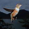 rufous-hummingbird-photo-using-cactus-and-build-in-flash