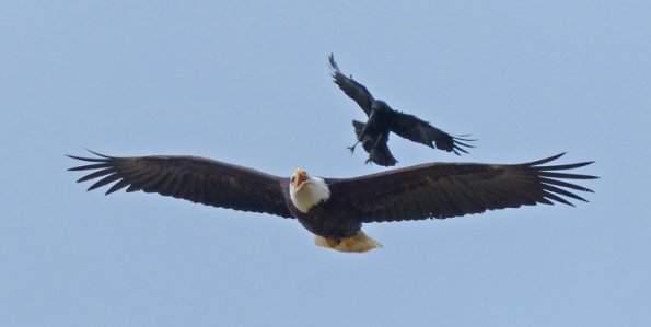 Northwestern-Crow-harasses-Bald-Eagle-2