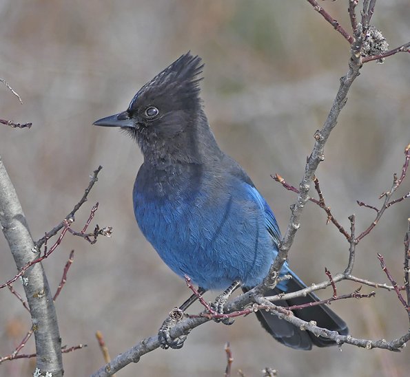 Steller-s-Jay-portrait-2