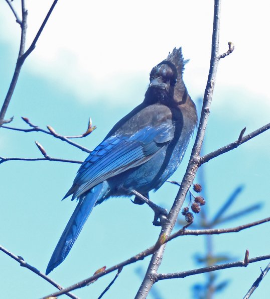 Steller-s-Jay