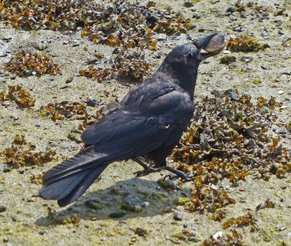 american-crow-with-cockle