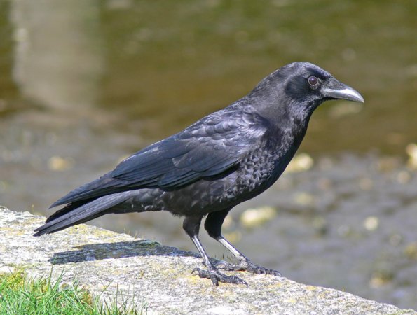 american-crow