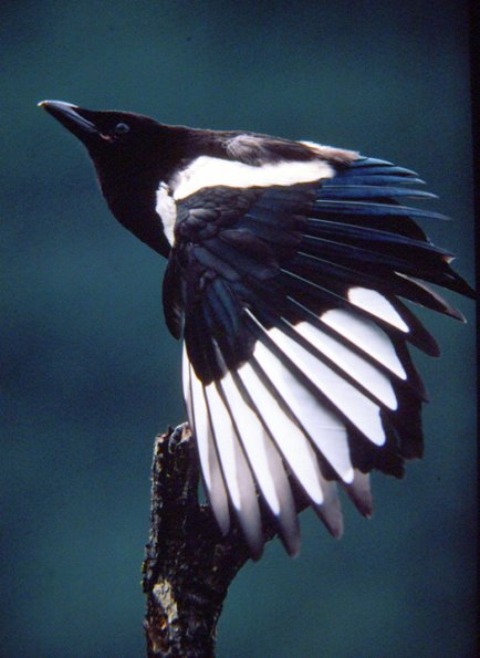 black-billed-magpie-juvenile