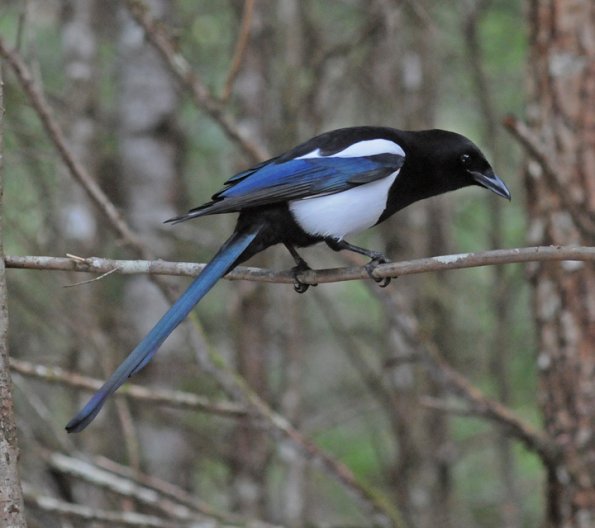 black-billed-magpie-portrait-1