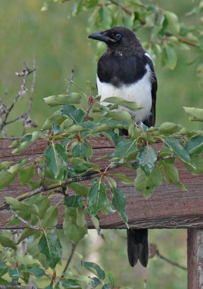 black-billed-magpie-portrait-2