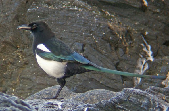 black-billed-magpie_1320887211