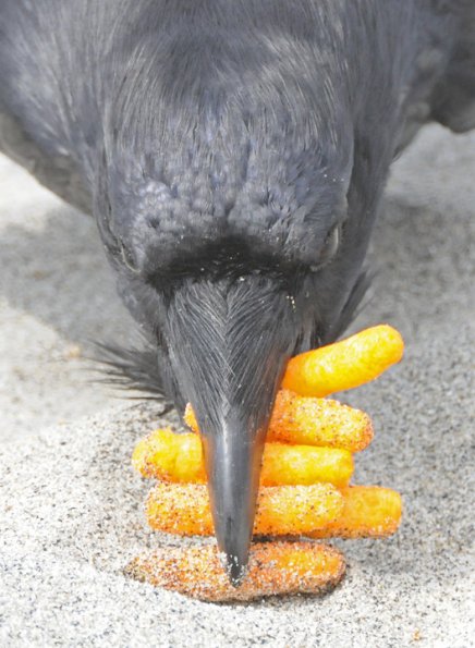 common-raven-and-cheetoos