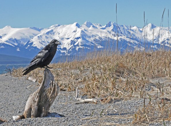 common-raven-and-chilkat-mts