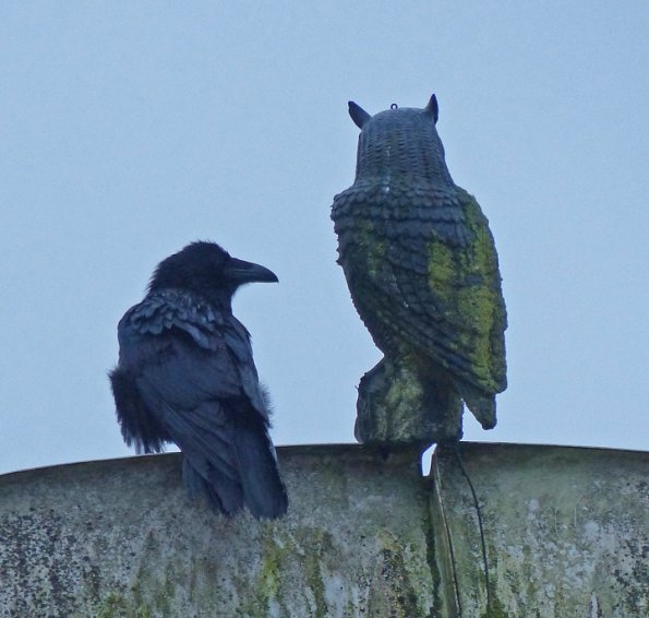 common-raven-and-owl-friend