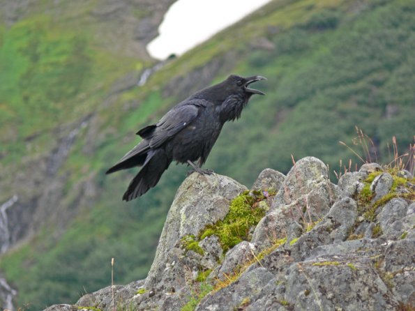 common-raven-calling-in-the-alpine