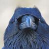 common-raven-face-1