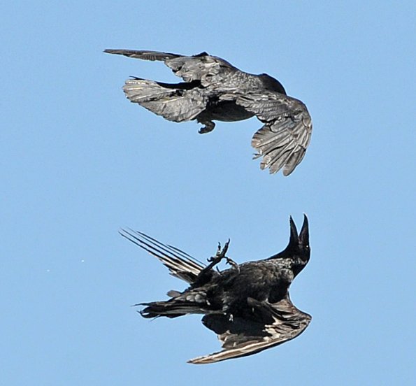 common-raven-flying-upside-down