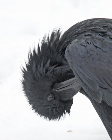 common-raven-preening