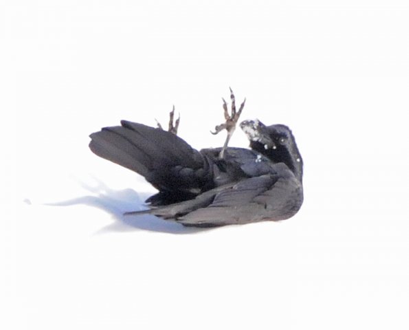 common-raven-rolling-in-the-snow