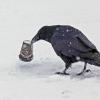 common-raven-with-heritage-coffee-cup