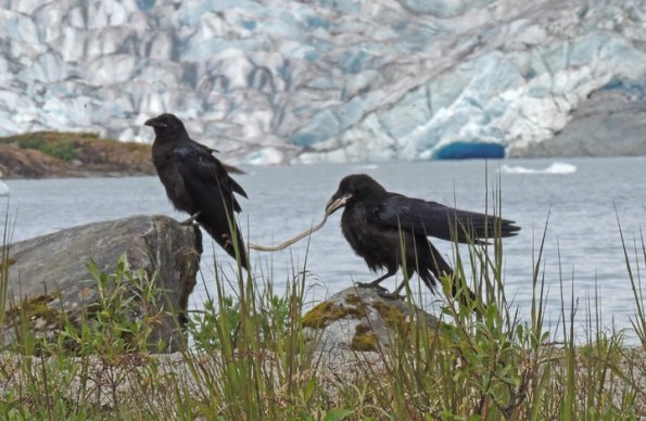common-raven-youngsters-along-mendenhall-lake