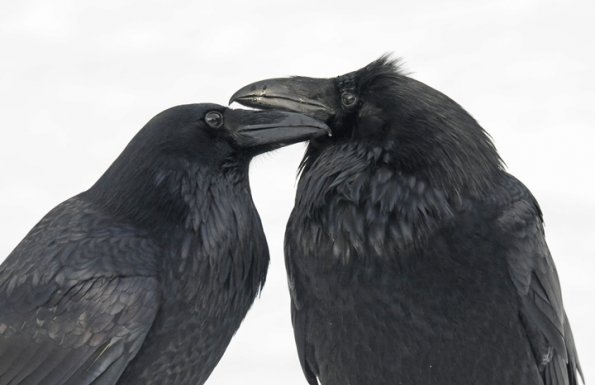 common-ravens-grooming-2