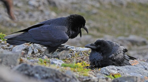 common-ravens-interacting-in-the-alpine