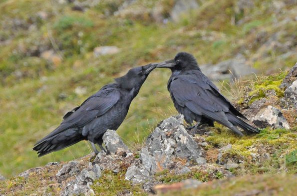 common-ravens-touching-beaks