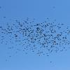 crow-flock