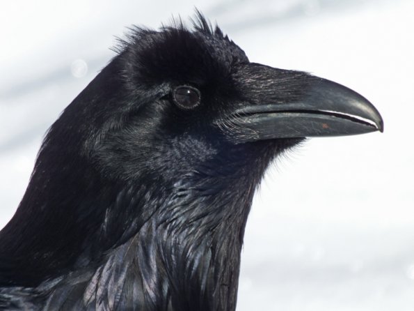 northern-raven-profile