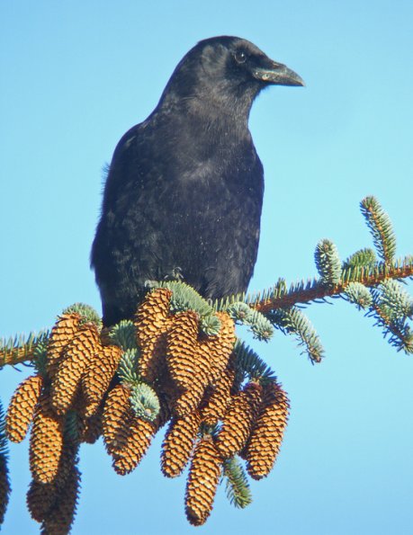 northwestern-crow-and-sitka-spruce-cones