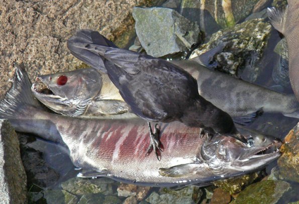 northwestern-crow-feeding-on-salmon-carcass