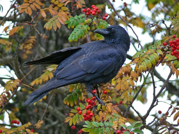 northwestern-crow-in-ash-tree