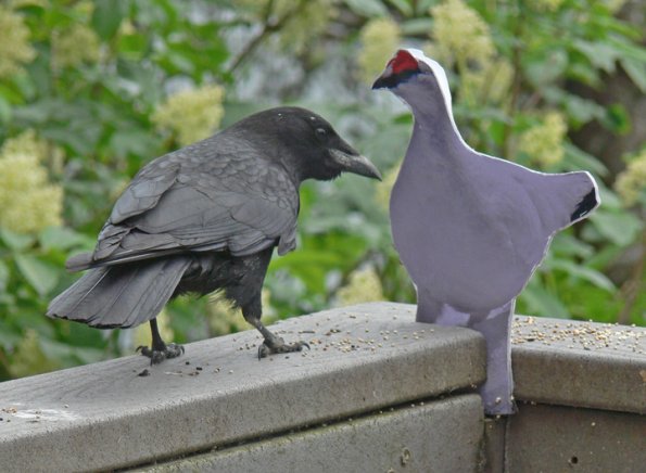 northwestern-crow-looking-at-ptarmigan-model