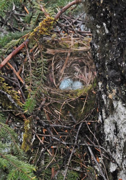 northwestern-crow-nest-with-eggs-yakutat