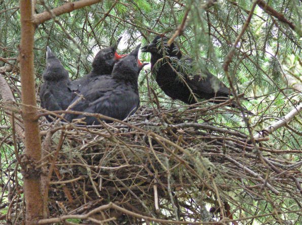 northwestern-crow-nest-with-youngsters