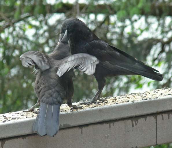 northwestern-crow-parent-feeding-youngster