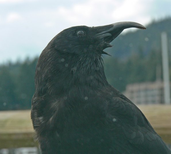 northwestern-crow-with-missing-lower-beak