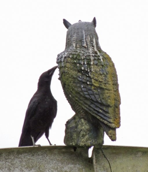 northwestern-crow-young-examining-owl-decoy