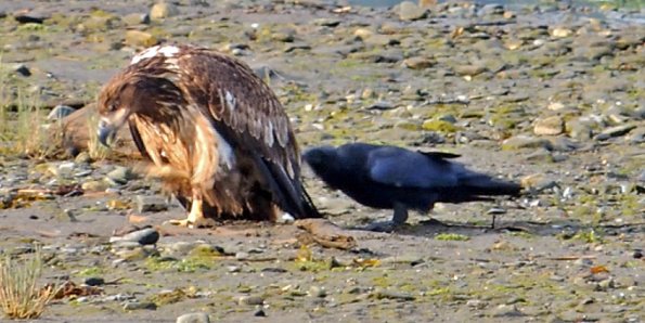 raven-and-eagle-2