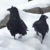 ravens-a-pair