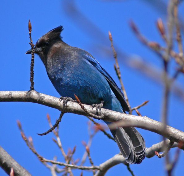 steller-s-jay-adult