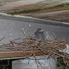 steller-s-jay-nest-1