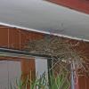 steller-s-jay-nest-2
